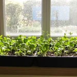 Potager : ces graines à semer en intérieur 2 à 4 semaines avant la dernière gelée vont sauver votre été