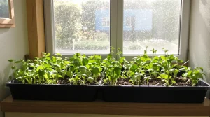Potager : ces graines à semer en intérieur 2 à 4 semaines avant la dernière gelée vont sauver votre été